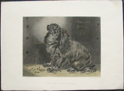 LONGHAIRED DACHSHUND ? Dachshund Teckel Dogs. Hand-coloured original steel engraving 1876