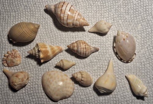 Conch, Casmaria Ponderosa/Heavy Bonnet, Banded Tulip Sea Snail ...