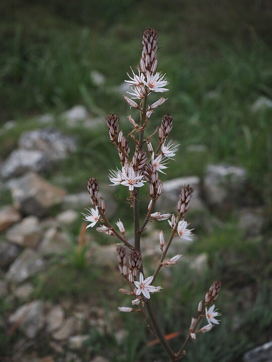 Semillas de Mezcla de Revegetación. Restauración Paisajes Salinos. 500gr de Semi