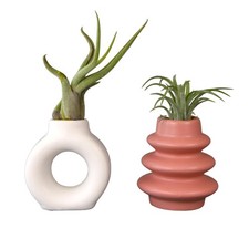 Live Air Plants with Decorative White & Pink Air Plant Holder Duo (2-Pack), E...