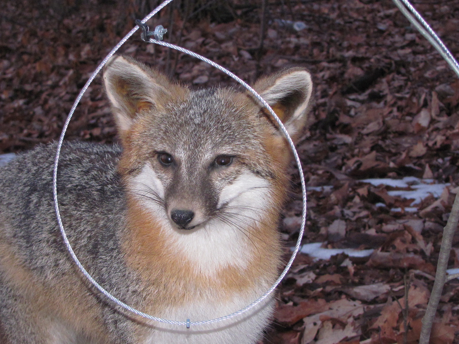 12 CABLE RESTRAINTS 60" PA,MO, WI LEGAL[TRAPPING,SNARES,TRAPS] SALE eBay