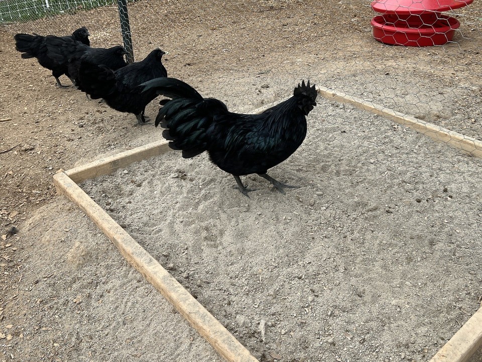 5 Ayam Cemani Solid Black Chicken Hatching Eggs EBay 5 ayam cemani solid black chicken hatching eggs ebay