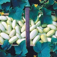 Miniature White Cucumber Seeds (25+ Seeds)(More Heirloom, Organic, Non GMO, Vege