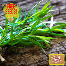 Fresh Tarragon Seeds  Cooking  Gardening  Heirloom Non-GMO  Herb Seeds