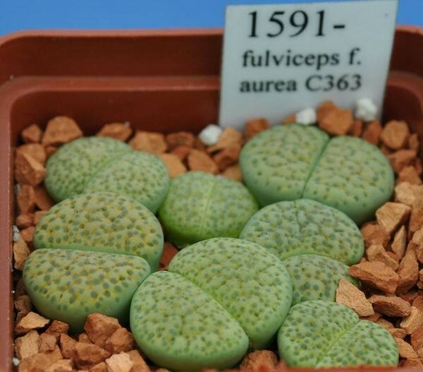 Rare Lithops Verruculosa Rose Of Texas @ Esotico Seme Vivente Pietra Roccia 15 Semi - Foto 2