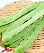 NEW in Sealed Big Bag Qing Bian Romano Bean Seeds Pole Bean