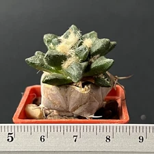 15-1244. Cactus... scapharostrus, Robust tuber clas (Grafted)