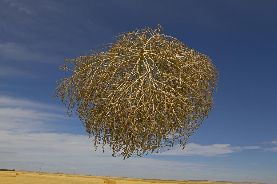 Genuine West Texas/New Mexico Tumbleweed For DYI Project