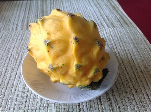 25 Yellow Dragon Fruit Seeds Golden Pitaya Pitahaya Hylocereus Megalanthus Easy
