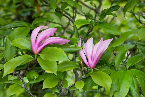 Magnolia soulangiana, Tulpen-Magnolie, rosa-weiß, 60–80 cm - Bild 14 von 14