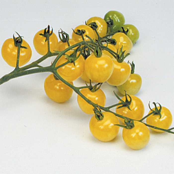 TOMATO SNOWBERRY- 400 SEEDS - BULK
