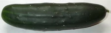 Cucumber Marketmore 76 Great Heirloom Vegetable By Seed Kingdom 150 Seeds