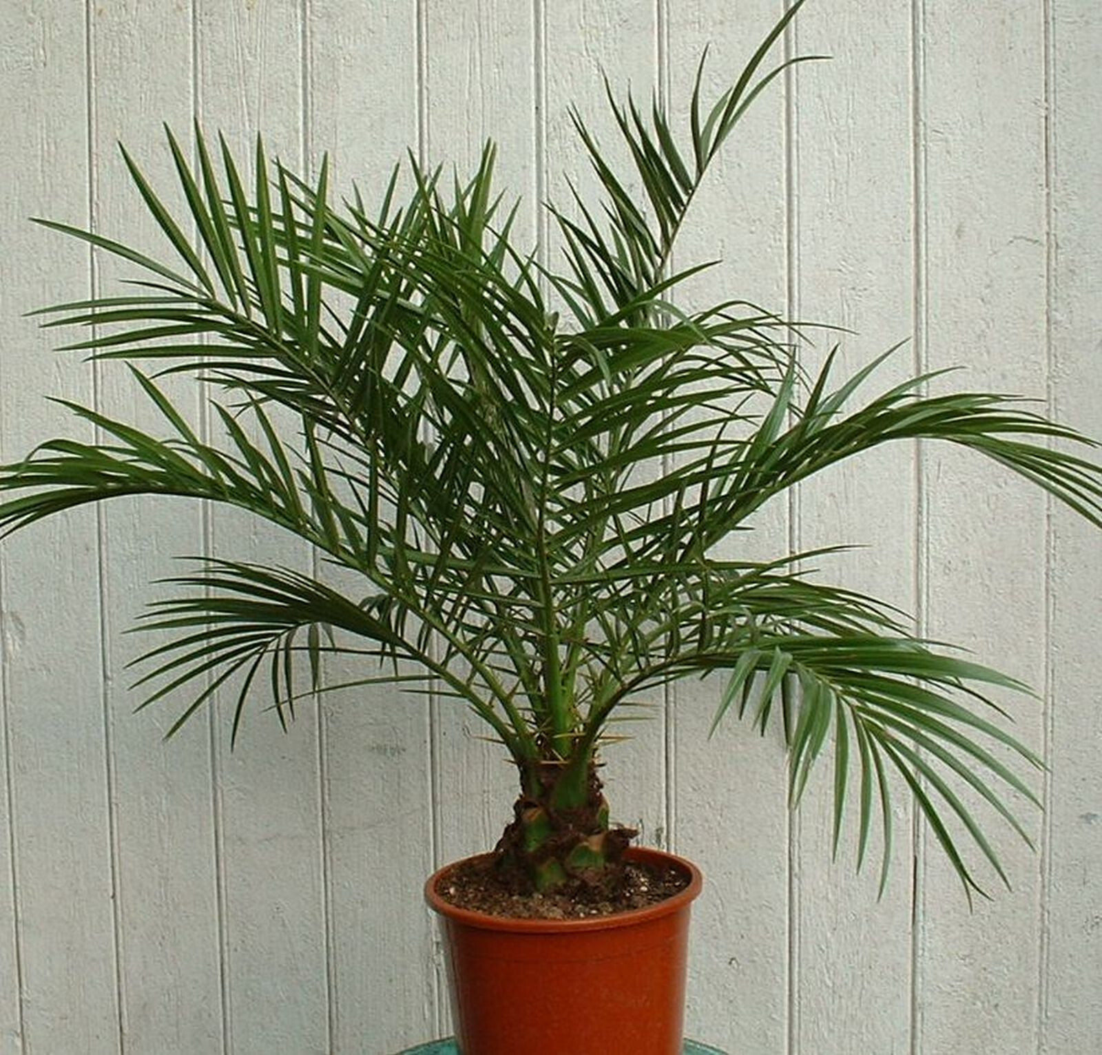 Palmier Phoenix Roebelenii pour sublimer la décoration de votre terrasse