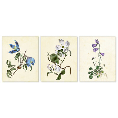 Garden Flowers Wall Art Prints, Set of 3 Bellflowers Dogwood Clematis 5x7