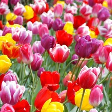100-Pack Mixed Tulip Flower Bulbs Bulk Pack of Colorful Tulips for Spring B...