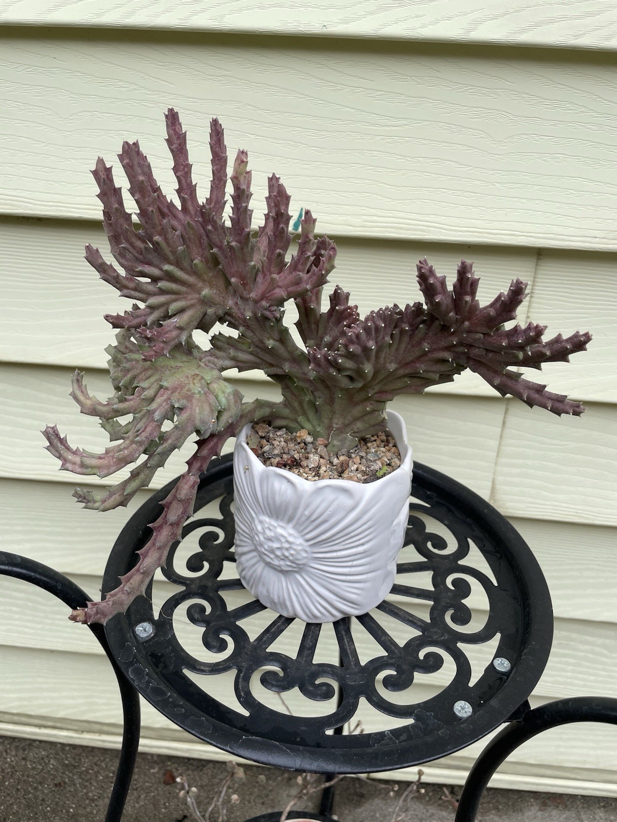Picture 4 of 18