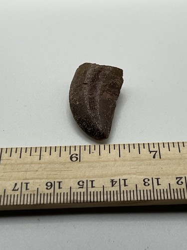 Tyrannosaurus T REX 1.25” African Carcharodontosaurus REAL FOSSIL SC 37 - Picture 4 of 5