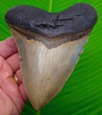 5.58 MEGALODON TOOTH SHARKS TEETH - REAL FOSSIL MEGLADONE JAW