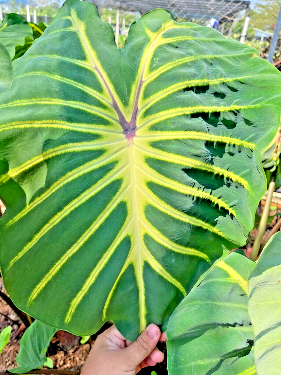 fiddle leaf fig tree large Fiddle Leaf Fig Tree - Ficus Lyrata