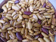 10 Semillas OJO DE TIGRE Frijoles Cáscara de Arbusto o Seco Hermoso Color Dorado Reliquia