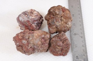 Baker Ranch Thunderegg Lapidary 1 lb 3 oz Nodule rough lot #4