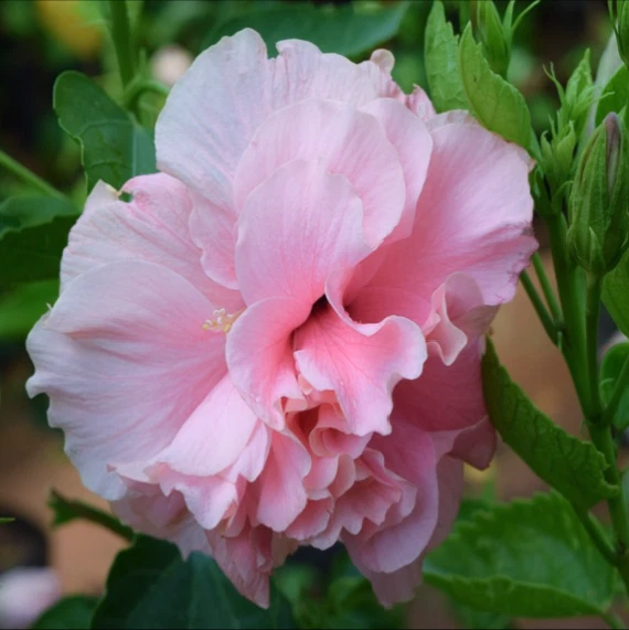 Hibiscus mutabilis (Cotton Confederate Rose) 50 - 2000 Seeds • Garden Flowers UK - Image 2 of 4