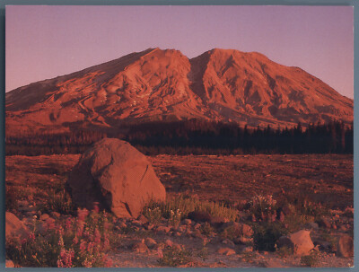 Postcard Mount St Saint Helens Wild Lupine Morning View Sunrise Lahar Viewpoint