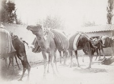 M486 Chameaux caravane M'Sila Algérie. Oct 1897. Photo albuminé d'époque. 