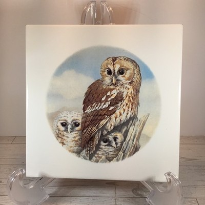 Vintage Tile Features A Family Of Tawny Owls 8 X 8 In