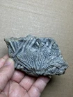 142g Natural crinoid  Landscape stone