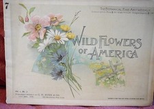 Wild Flowers of America #7 - 1894 - Botanical Fine Arts Weekly