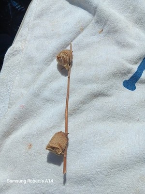 Two 2 Freshly Harvested Praying Mantis Ootheca Make Great Pets / Pest Control 