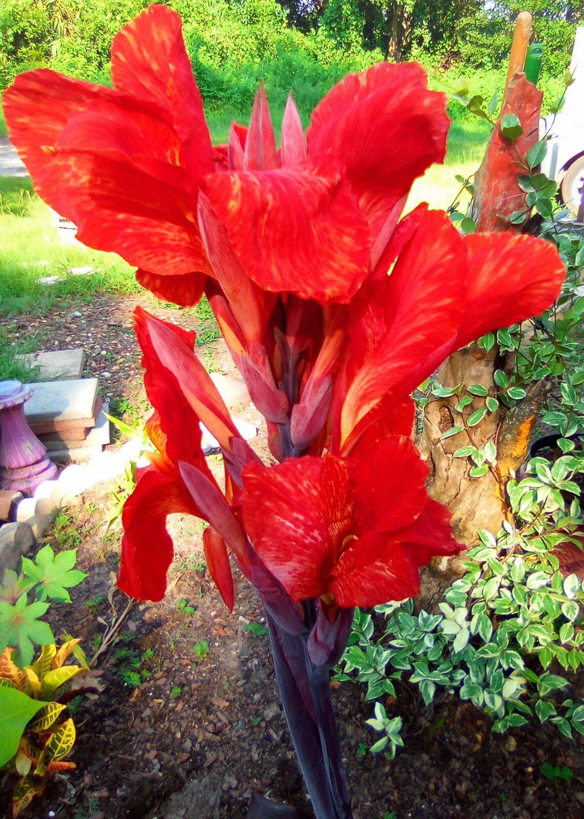 CANNA LILY PLANT "Cleopatra/Kaleidoscope" 1 Large Rhizome Rare Variegated Leaves Falak Tayyeb