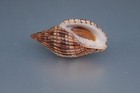 23 - Sea shells - Lyria (Indolyria) michardi - Madagascar - 48.1 mm RARE