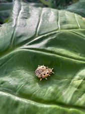 SWAROVSKI S.A.L Ladybug Pin Lapel Signed Designer Gold Tone Cute Animal Bug Vtg