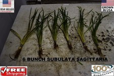 6 bunches subulata sagittaria plants Easy Aquarium aquascaping planted tank