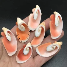 12PC Strawberry Strombus Seashells - Cone Cut, 1-1/4 Inch~1-3/4 Inch