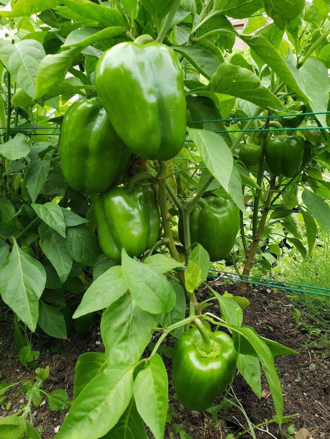 Live Bell Pepper Plant