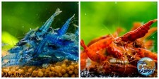 5 1 Blue Dream  5 1 Bloody Mary Freshwater Neocaridina Aquarium Shrimp