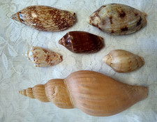 6 Beautiful Rare Voluta Sea Shells from Australia and the South Pacific ocean