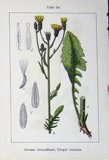 Original Old Antique Print Flowers Sturms 1906 Crepis Biennis Mauseohr-Pippau