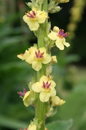 Verbascum nigrum (Mullein) - 100 seeds