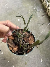 Florida Native Epidendrum Orchid Species Magnoliae 3-inch Pot