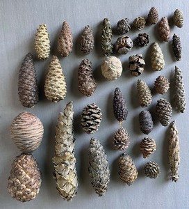 34 different evergreen PINE CONES