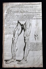 aussergew&ouml;hnlich sch&ouml;ne Zeichnung, Mann, Muskeln um 1800 Medizin, original RRR