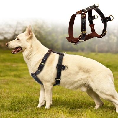 pawsitivity dog harness