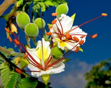 DELONIX DECARYI, Flamboyant poinciana tree VERY RARE bonsai plant seed  20 SEEDS