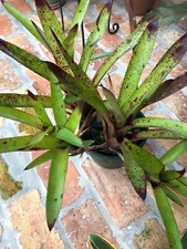 Neoregelia SARMENTOSA Bromeliad one tropical plant MEDIUM 