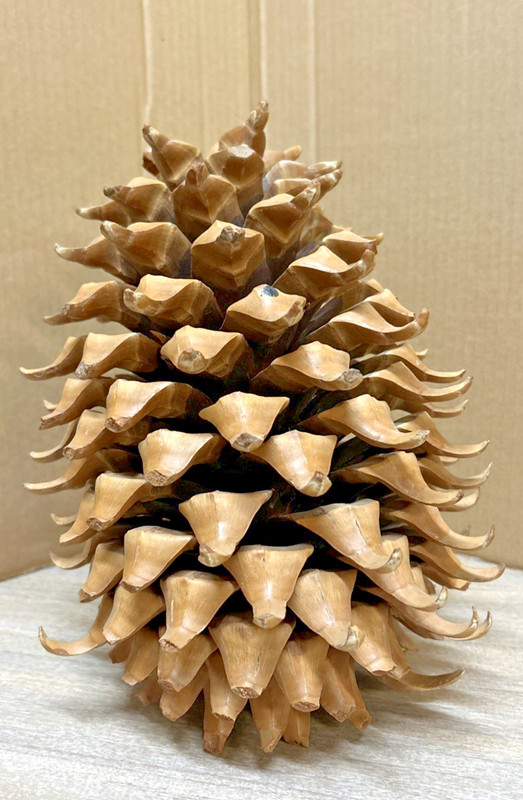 LARGE Pine Cone 10 Inches X  7 Inches   ....2 lbs. 6 ozs.