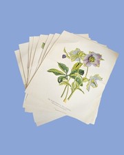 Set of 8 Vintage Botanical Prints – Paxton 1884